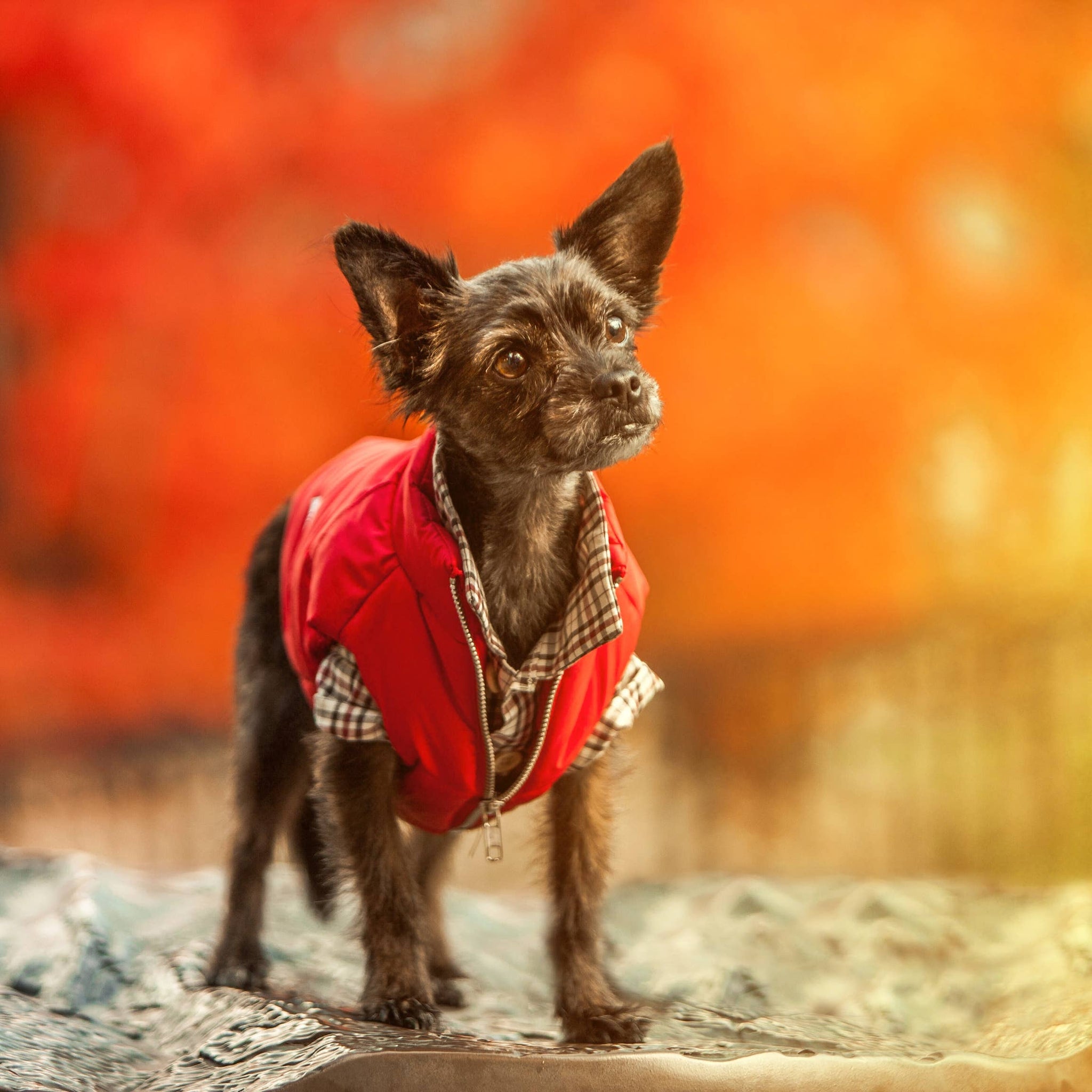 Reversible Dog Puffer Vest